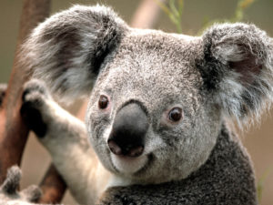 Picture of Koala 